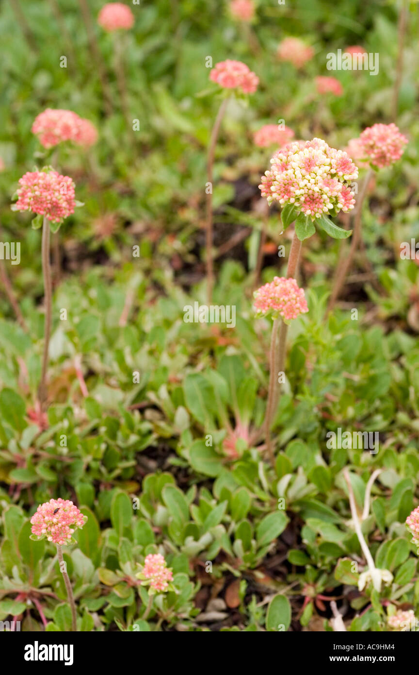 Red pink buckwheat Polygonaceae Eriogonum umbellatum blooming in the wild, USA. Close-up of delicate floral clusters and green foliage. Stock Photo
