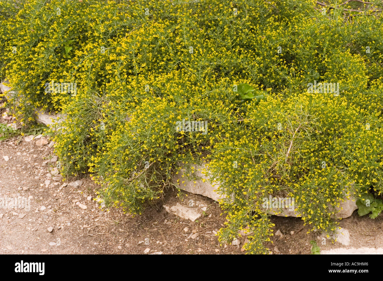 Yellow broom flowers of Legumiosae Genista Lydia Europe Stock Photo Alamy