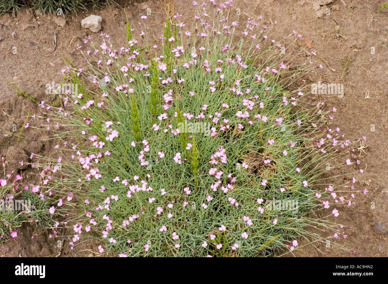 Group of small pink flowers of Caryophyllaceae Dianthus subacaulis Europe Stock Photo