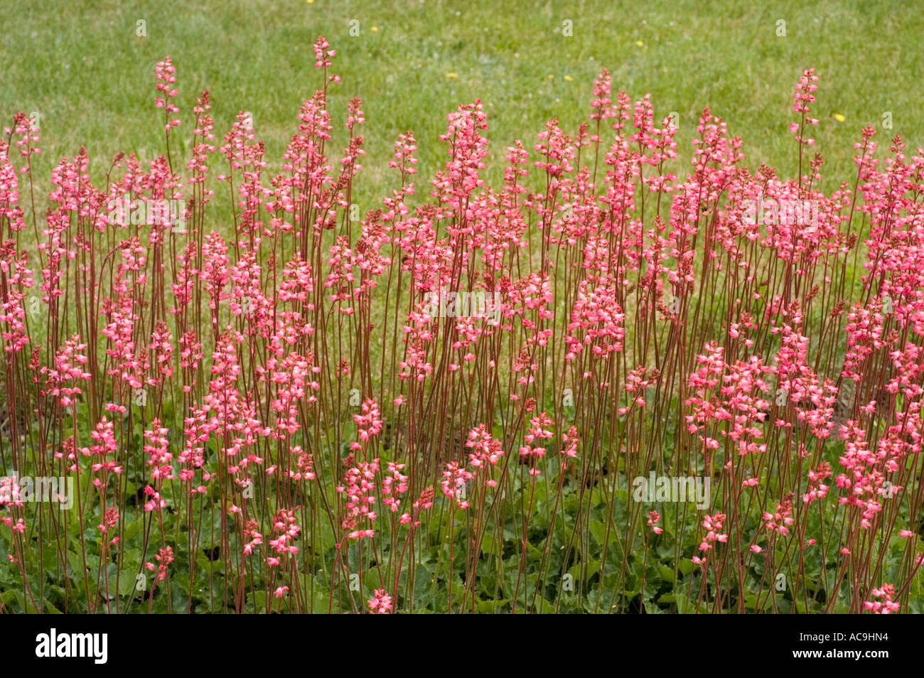 Pink flowers of Sexifragaceae Heuchera x Brizoides Titania Stock Photo