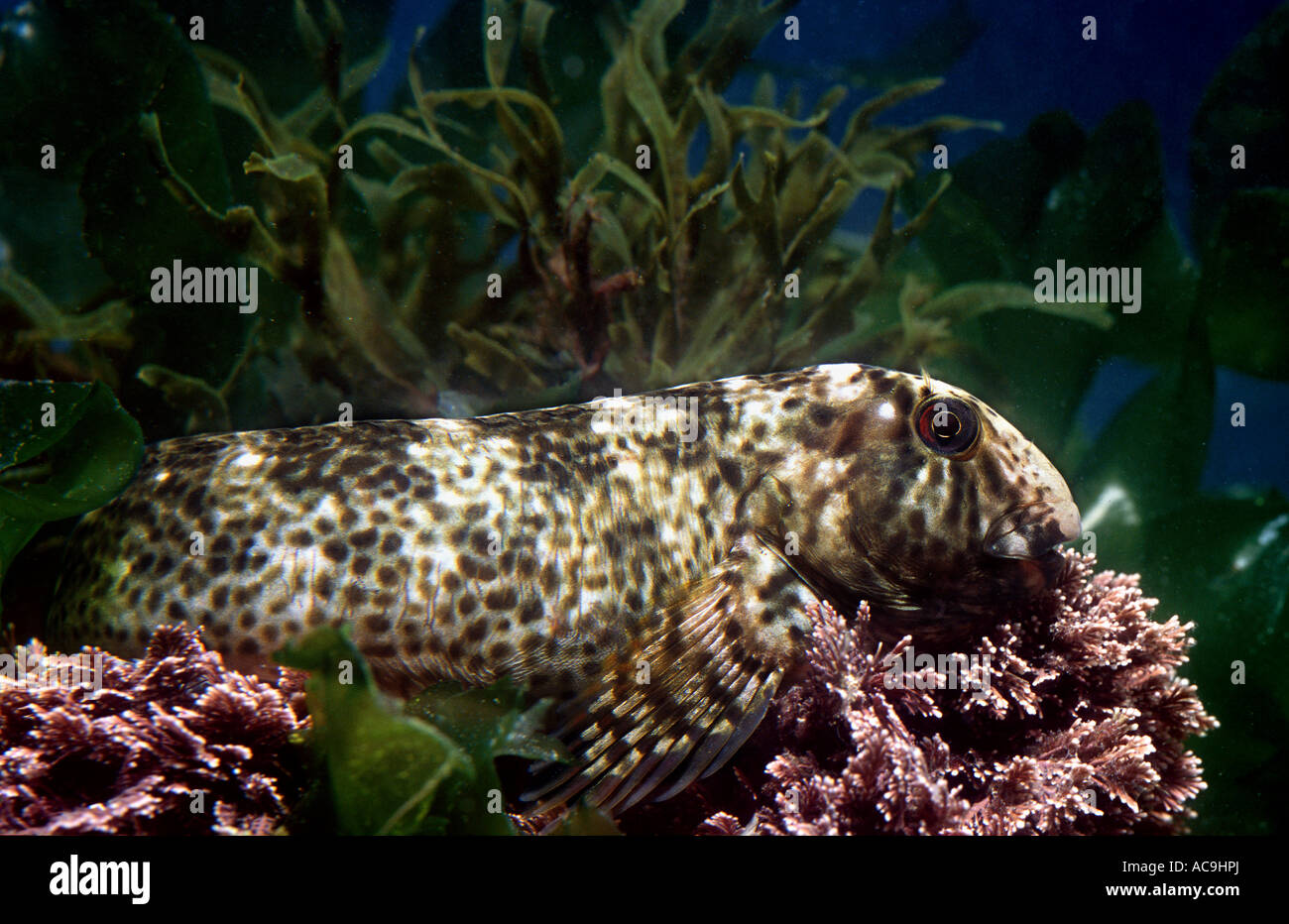 Rock pool blenny in dark breeding colours Para blennius sanguinolentus Mediterranean Stock Photo