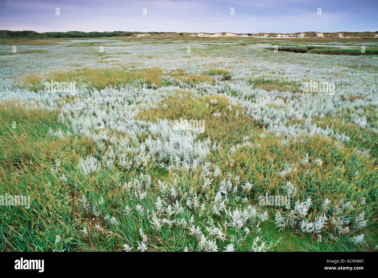 Sea wormwood in flower Artemisia maritima Texel The Netherlands Stock Photo