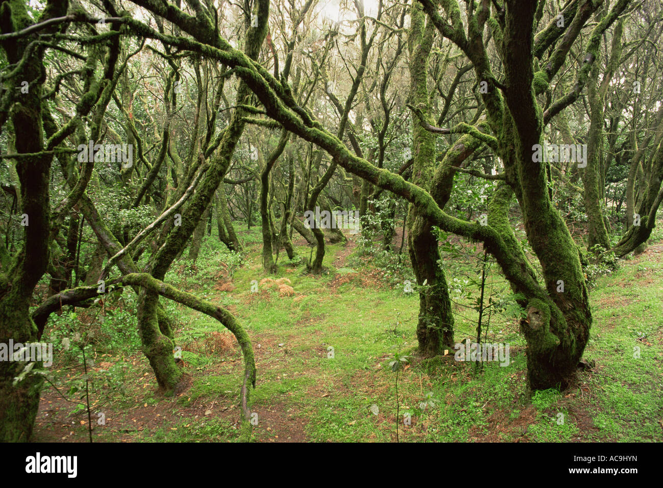 Looking through interior of ancient Laurel subtropical rainforest in Garajonay NP La Gomera Canary Islands Stock Photo