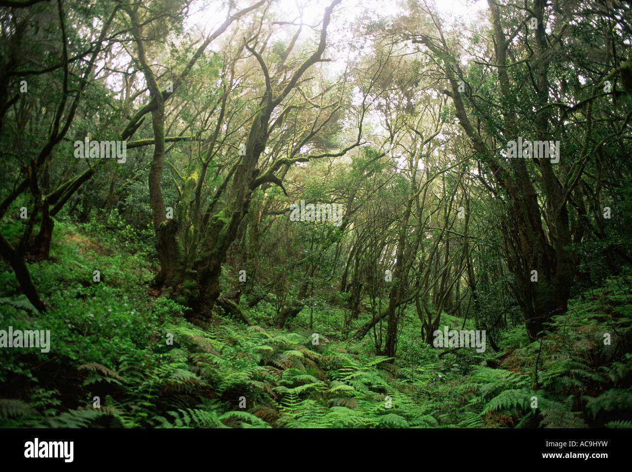 Looking through interior of ancient Laurel subtropical rainforest in Garajonay NP La Gomera Canary Islands Stock Photo