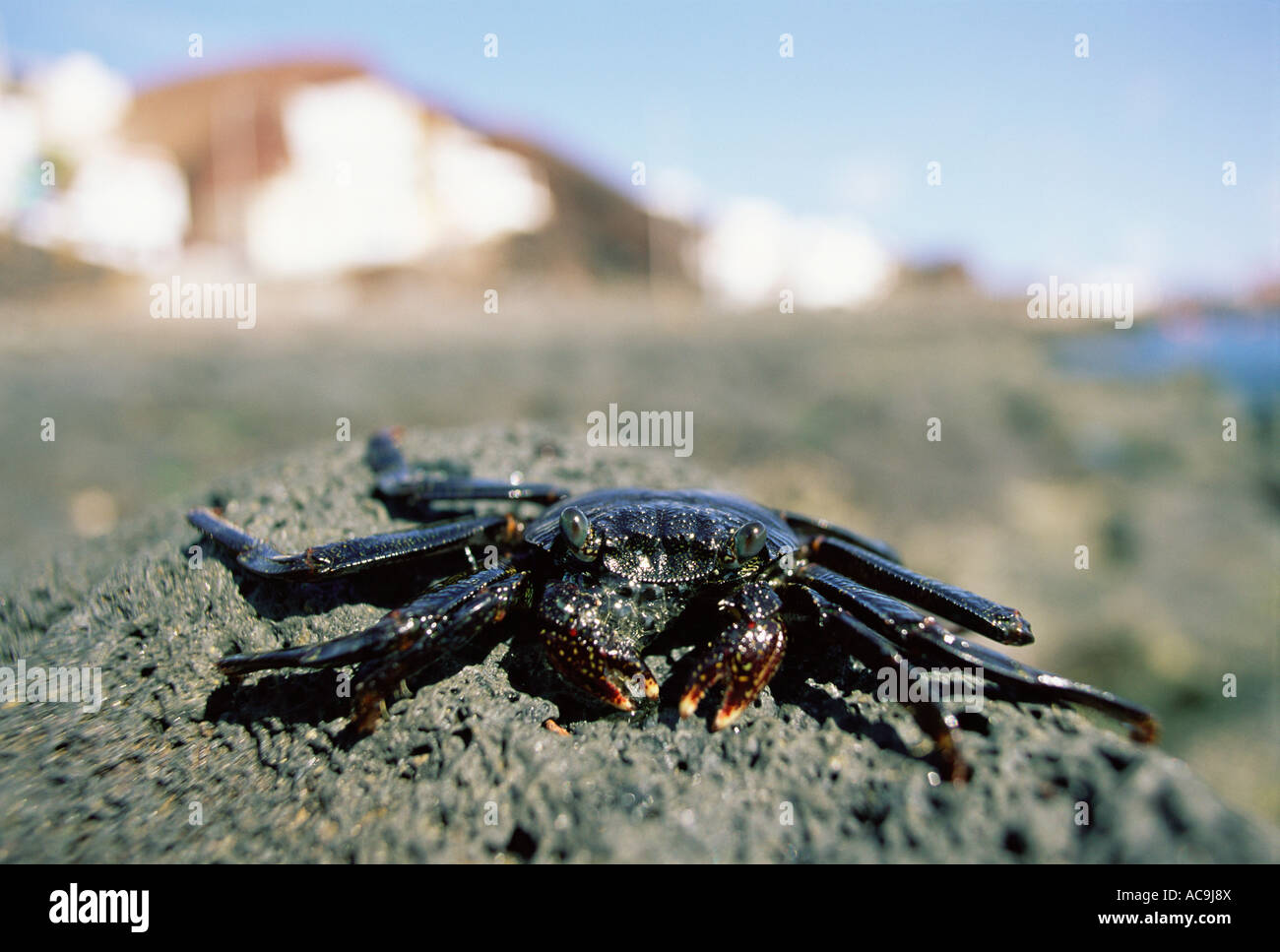 Sally Lightfoot crab Grapsus grapsus El Hierro Is Canary Is Stock Photo