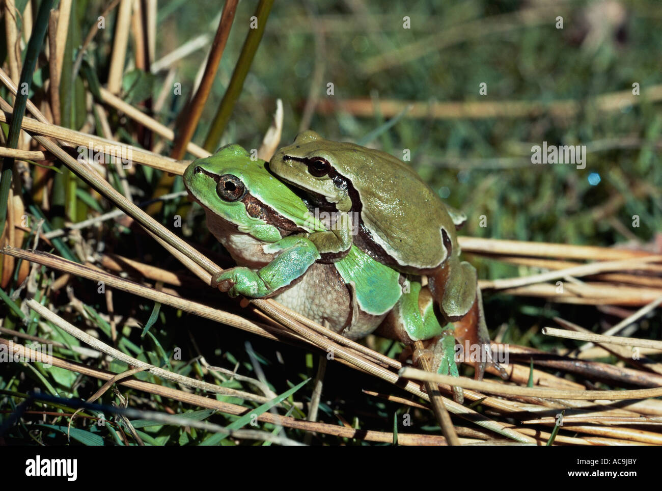Common tree frogs in amplexus Hyla arborea Spain Stock Photo Alamy