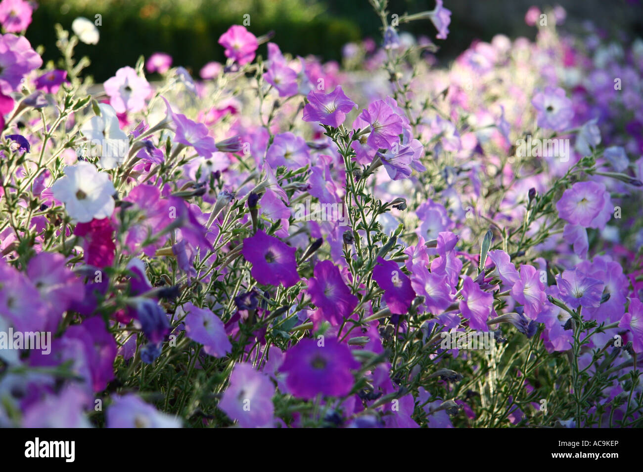 Summer Flowers, Yerevan, Armenia Stock Photo - Alamy