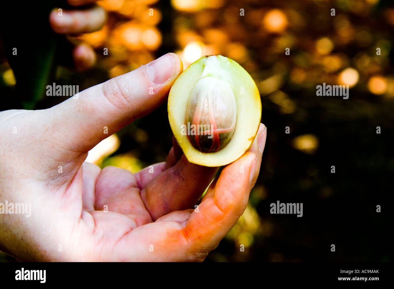 Nutmeg Fruit, Zanzibar, Tanzania Stock Photo Alamy