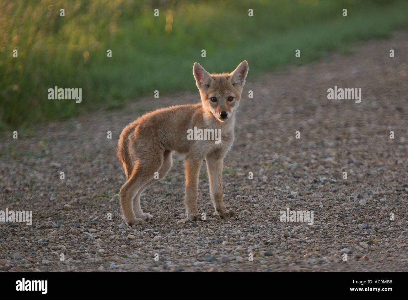 A Coyote pup that lost its mother in scenic Saskatchewan Canada Stock