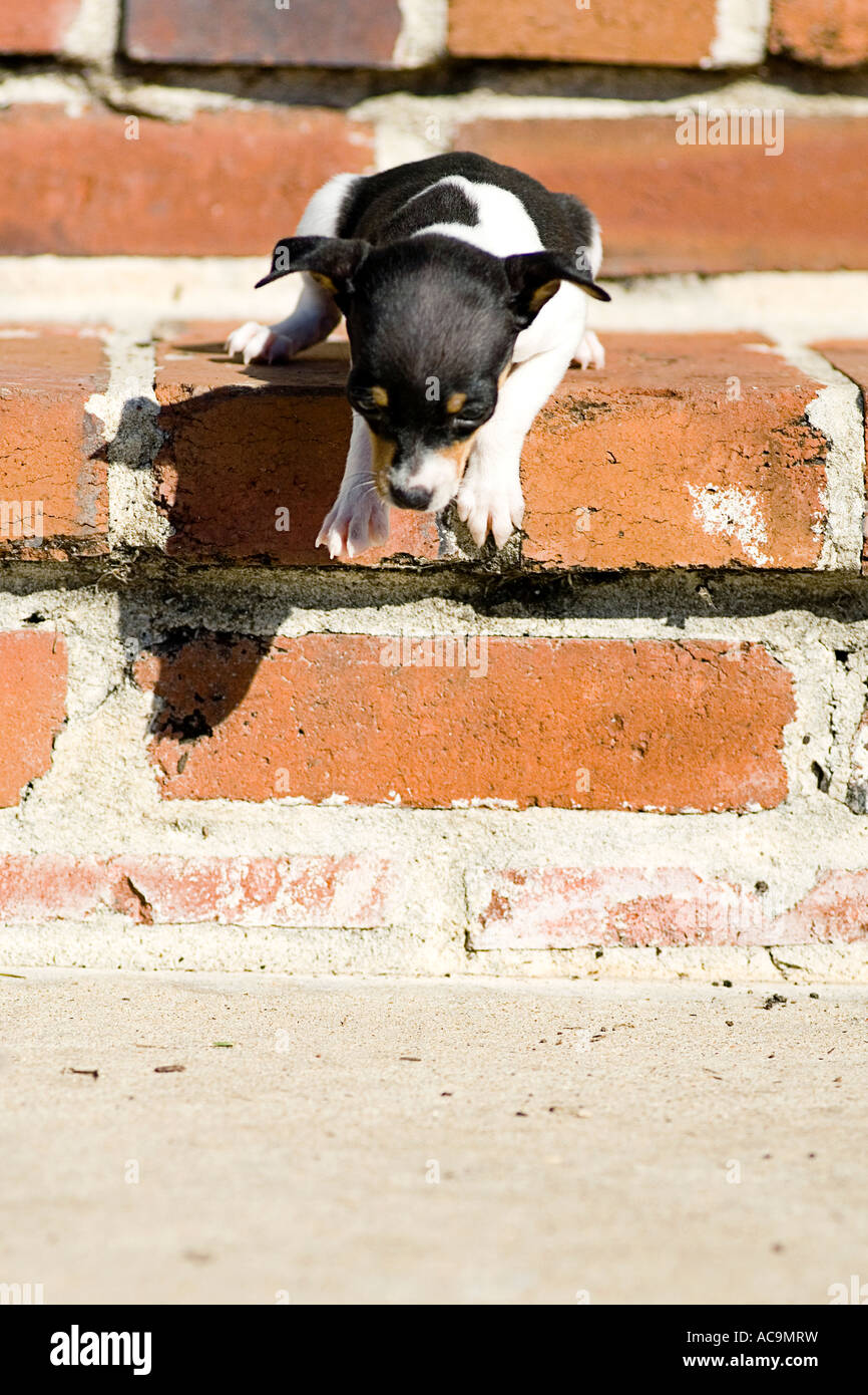 Piebald Rat High Resolution Stock Photography and Images Alamy