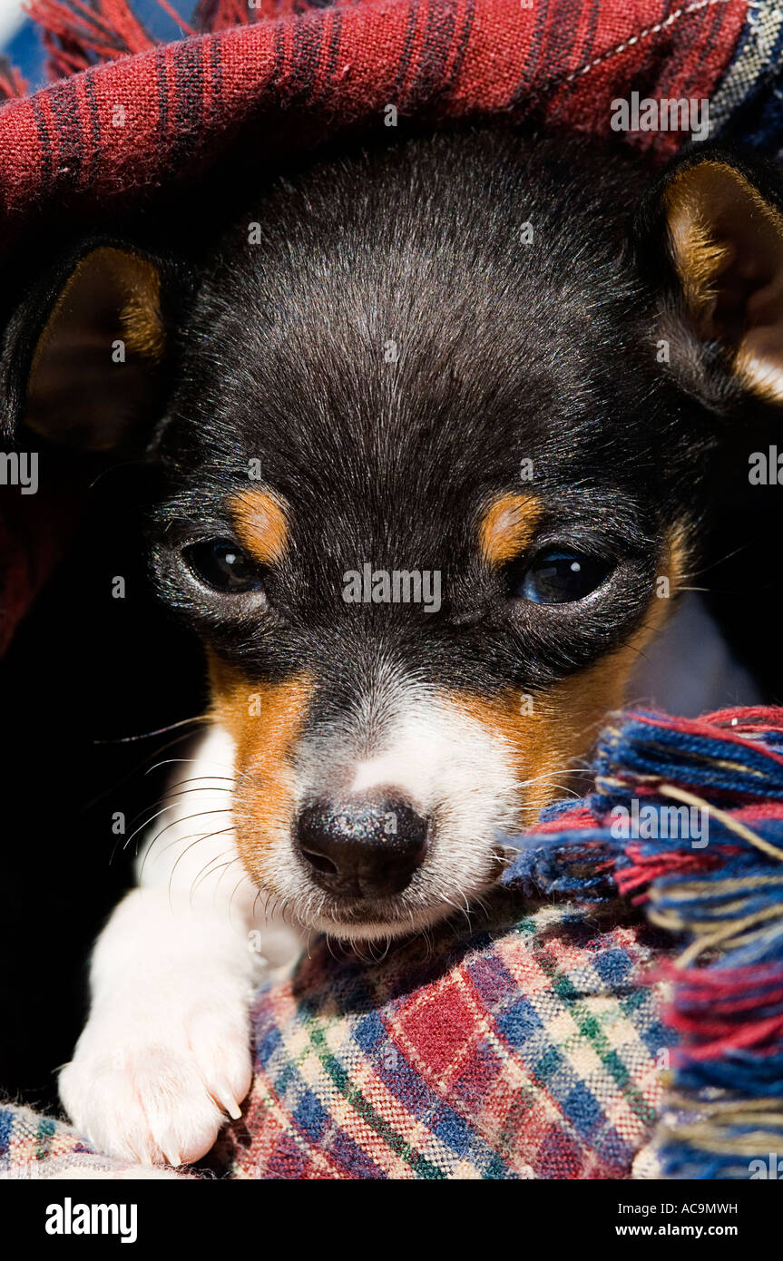 Piebald rat hires stock photography and images Alamy