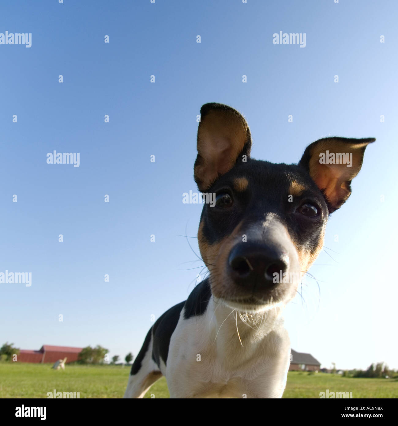 Portrait of Rat Terrier Stock Photo