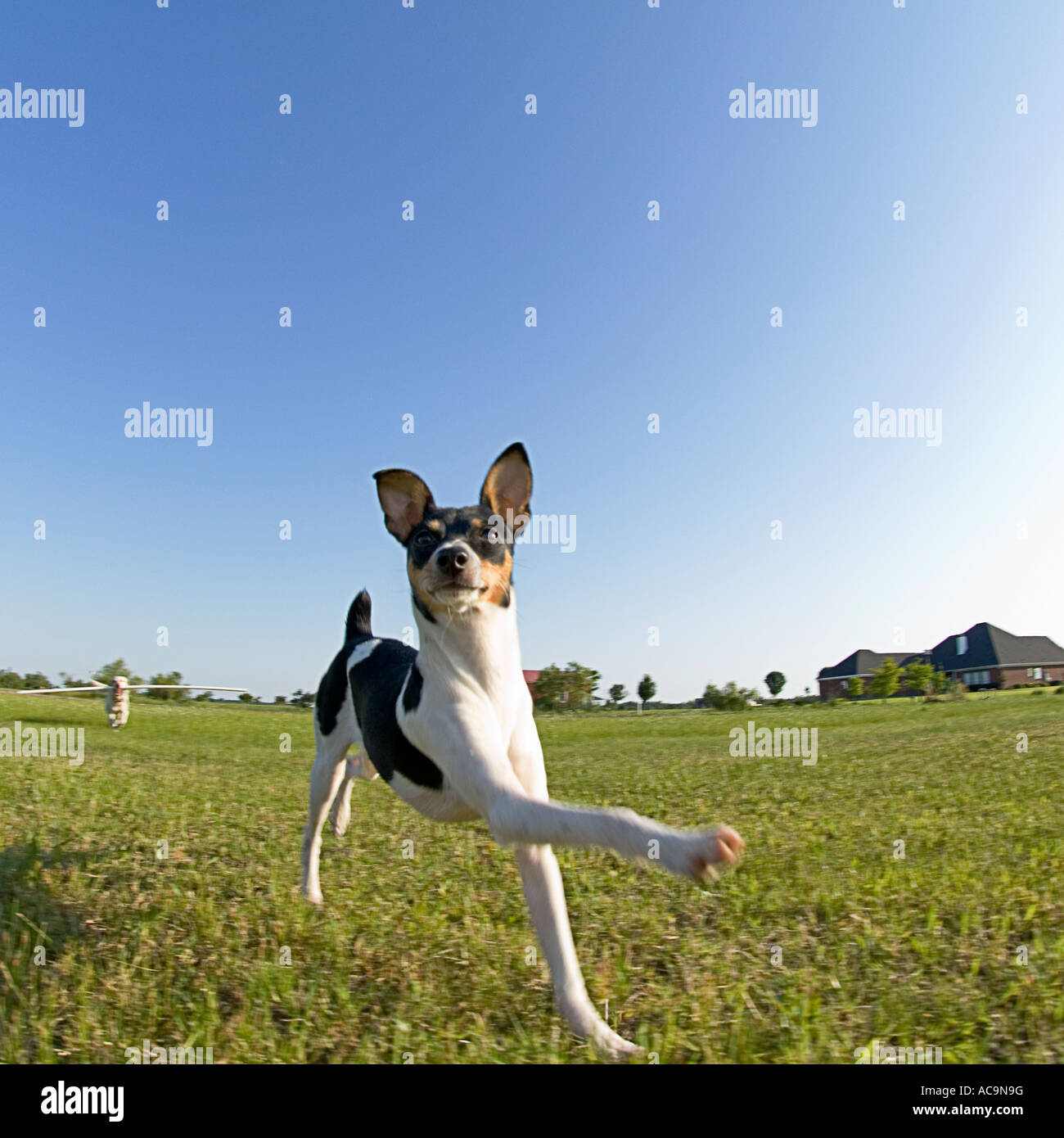 Rat Terrier Prancing Stock Photo Alamy