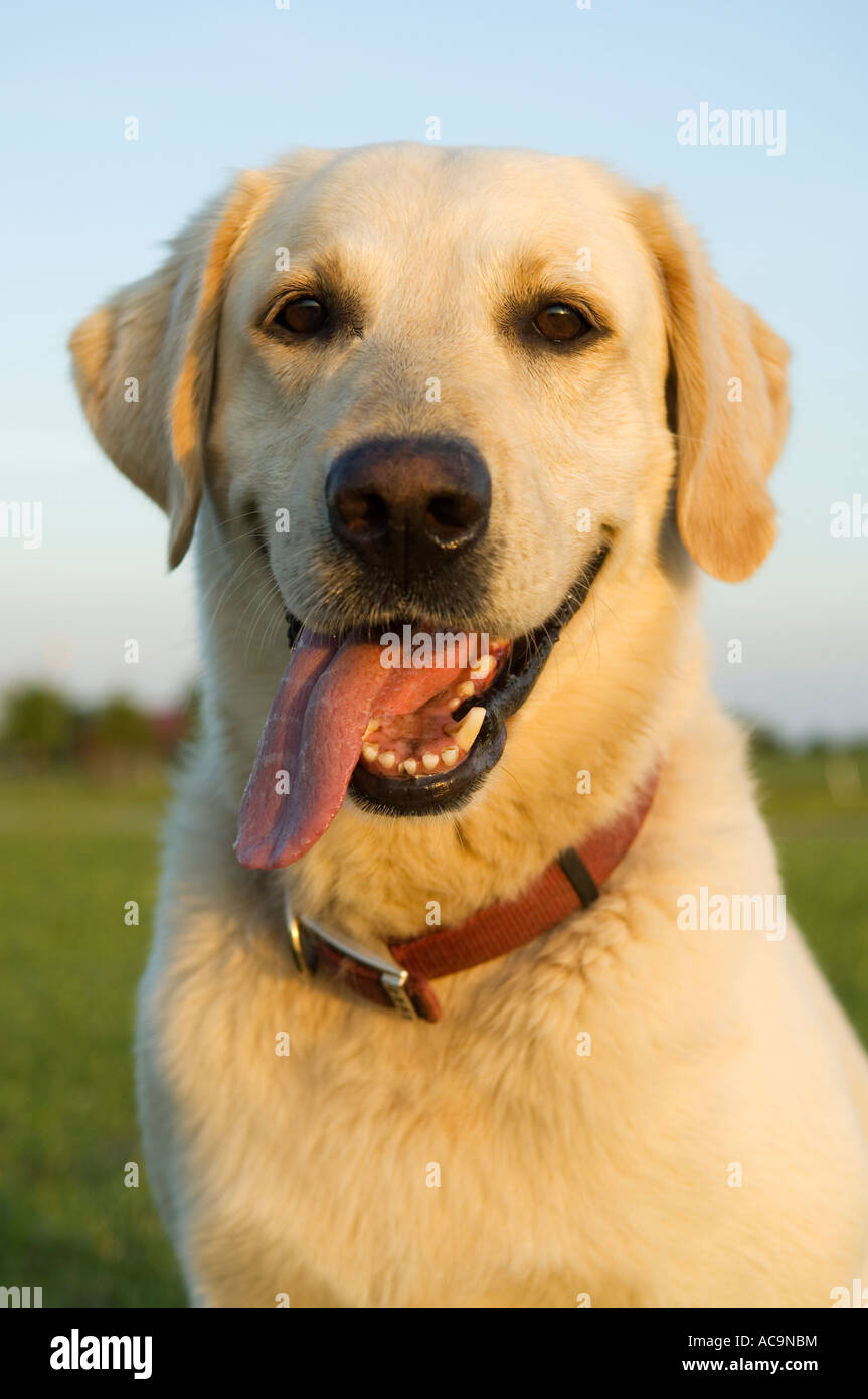 Portrait of Yellow Lab with Tongue out Stock Photo Alamy