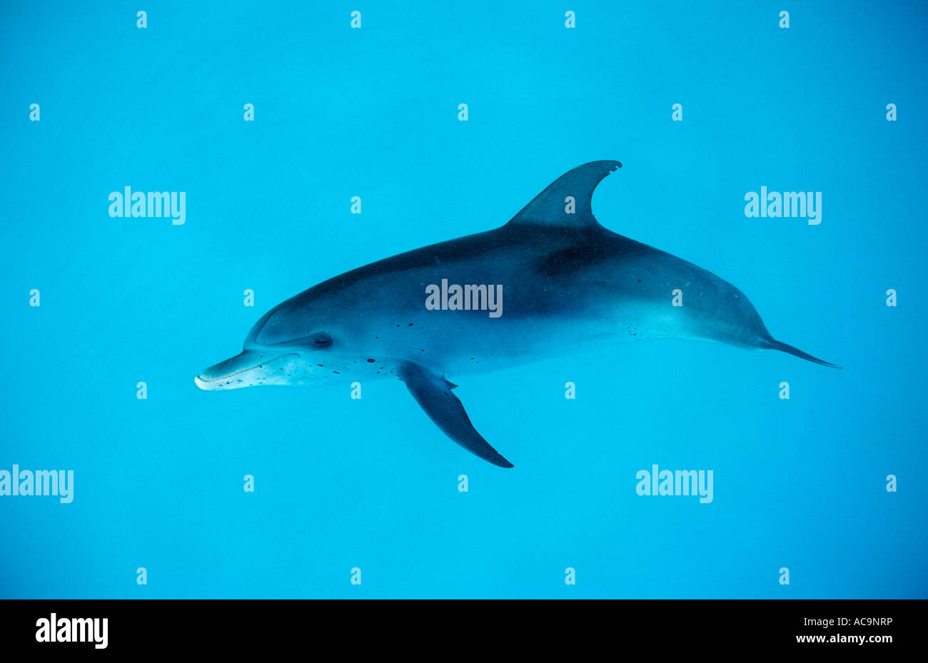 Atlantic spotted dolphin Stenella frontalis USA FL Florida Atlantic ...