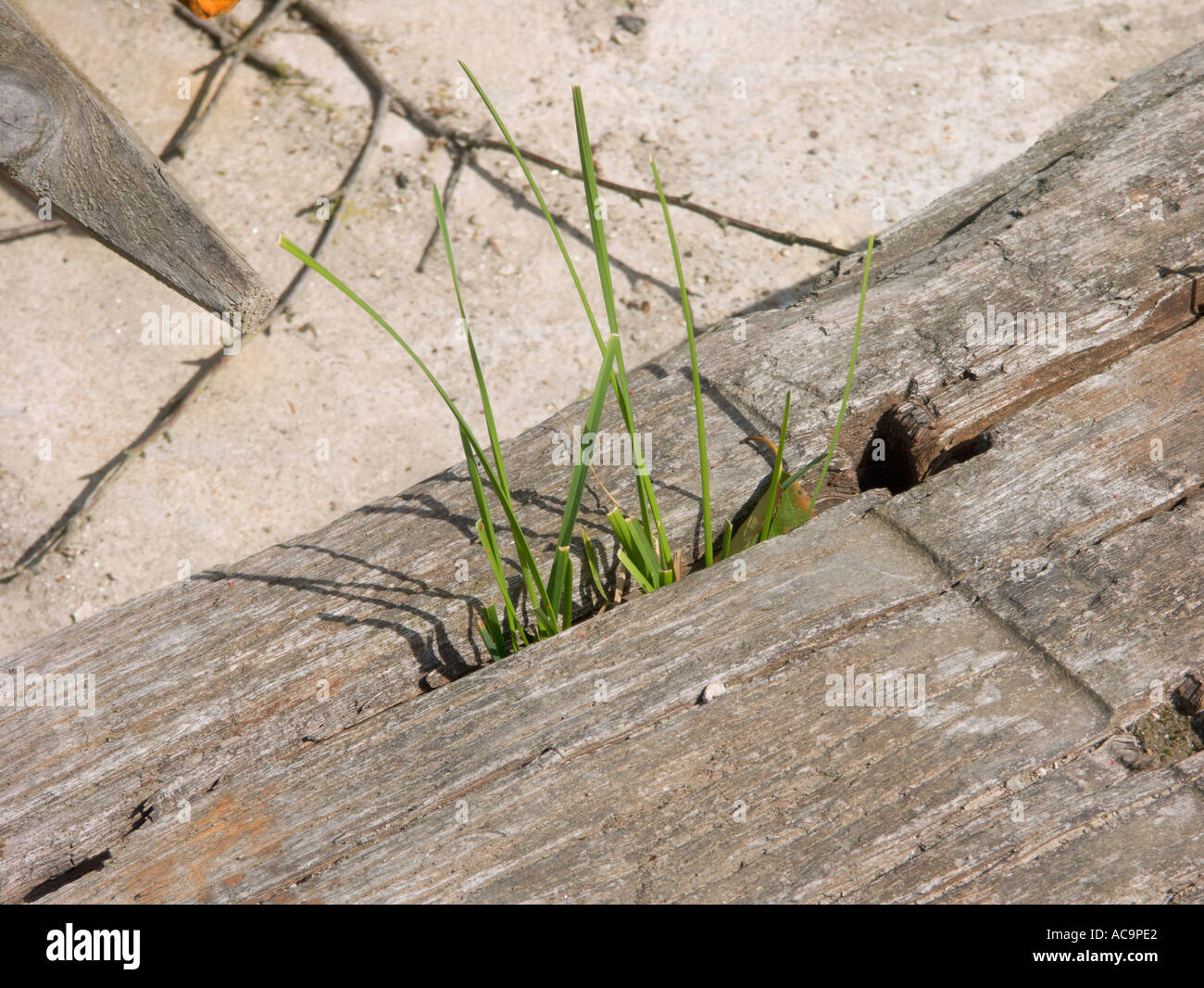 Grass growing through crack between two baulks of timber Stock Photo
