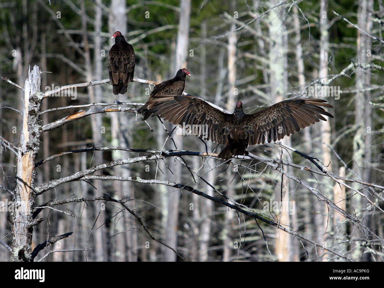 Turkey vultures roosting in some dead trees. Stock Photo