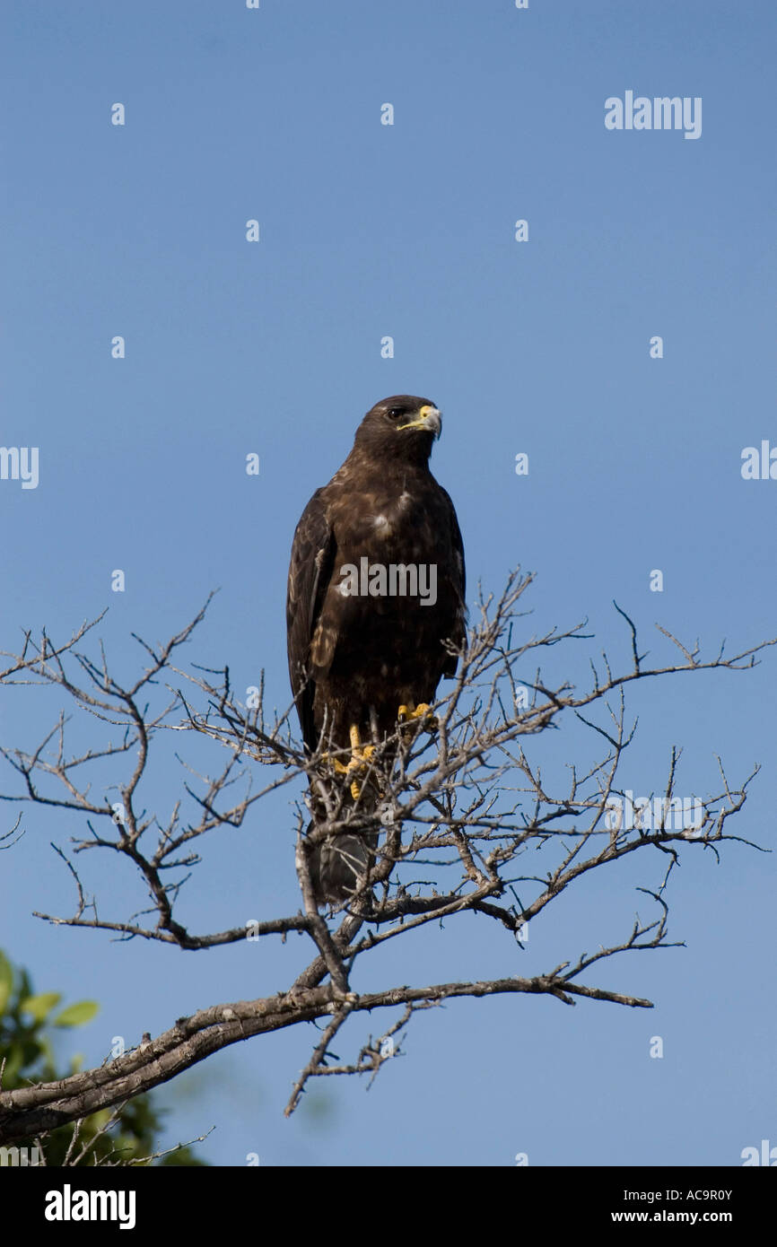 Hawk tree hi-res stock photography and images - Alamy