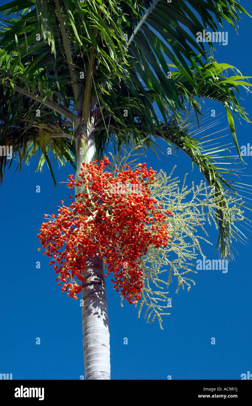 Palm tree seeds hanging hi-res stock photography and images - Alamy