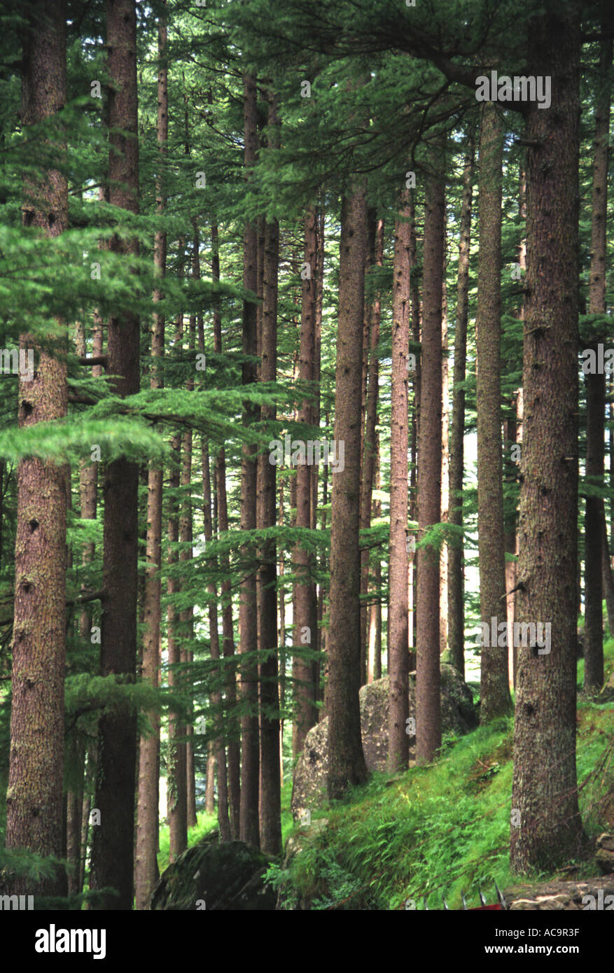 Deodar Cedar trees Manali Himachal Pradesh India IN35 28 Stock Photo