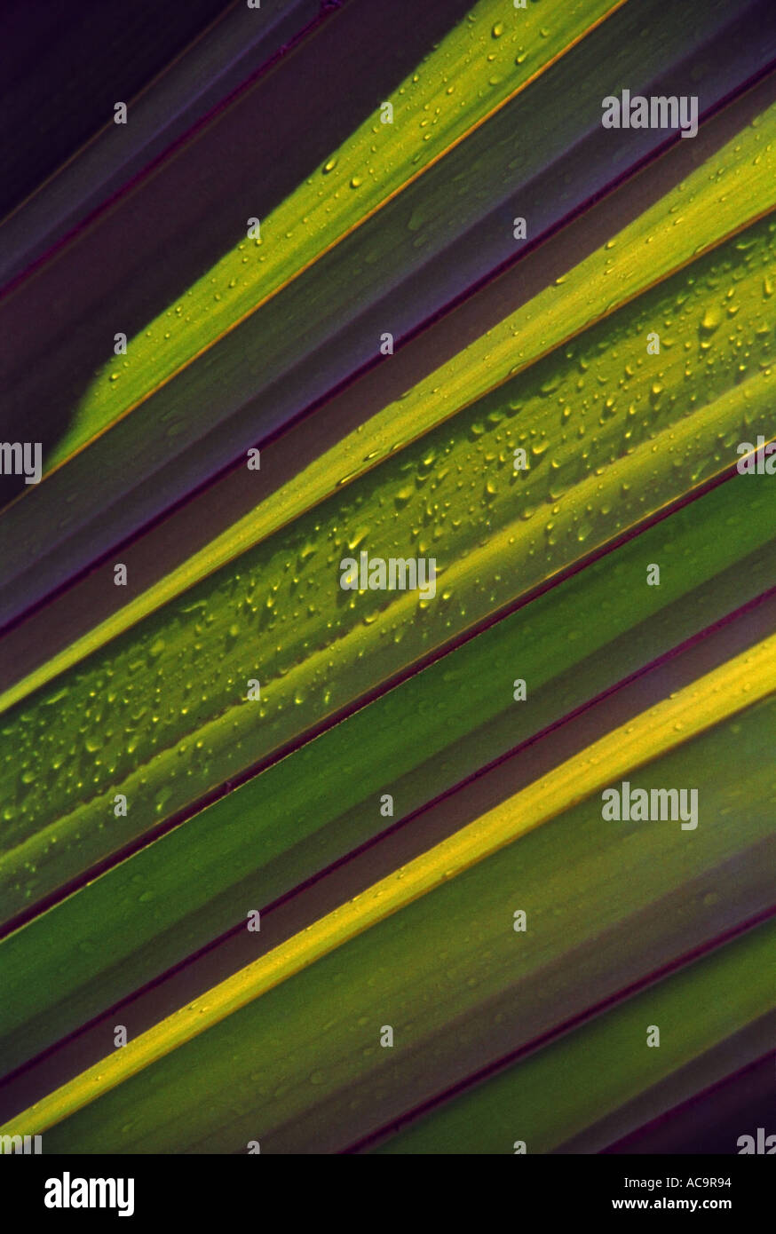 Palmate structure hi-res stock photography and images - Alamy