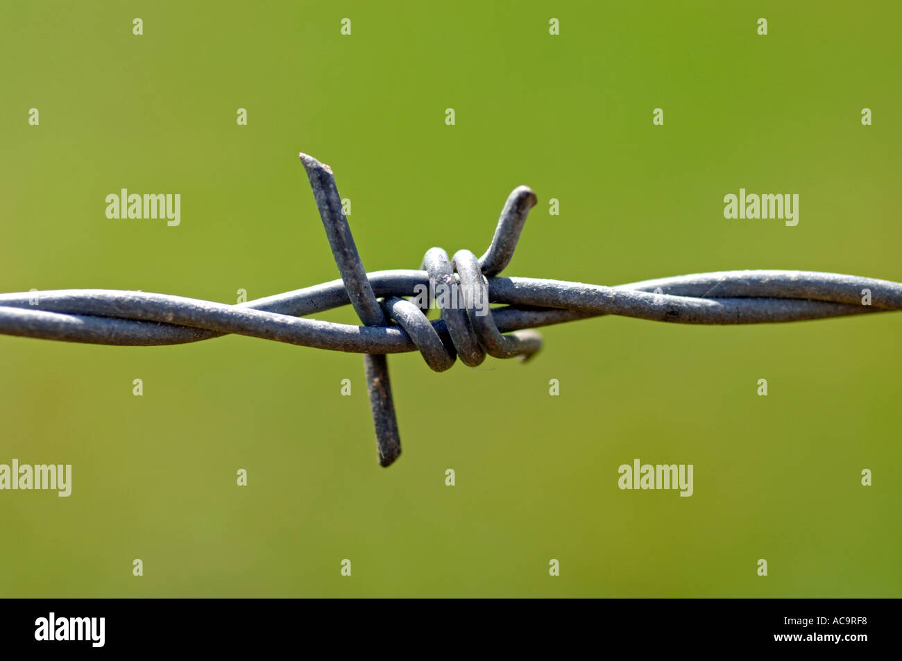Close up of a barbed wire fence with green background Stock Photo - Alamy
