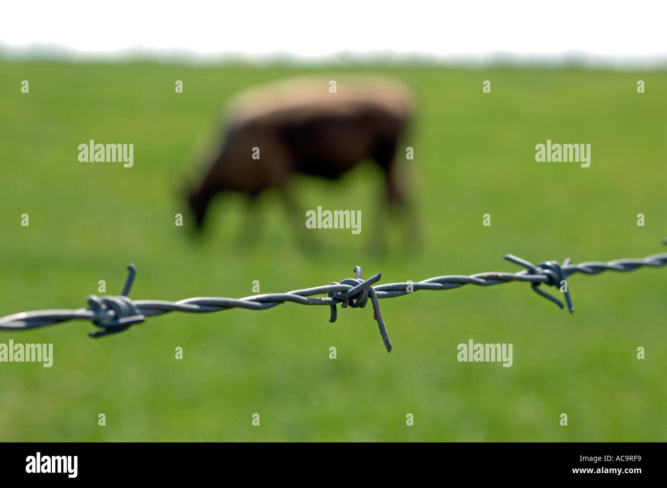 Close up of a barbed wire fence with cow in a field Stock Photo