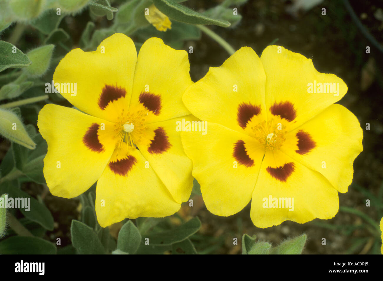 Halimium lasianthum, syn H. formosum Stock Photo