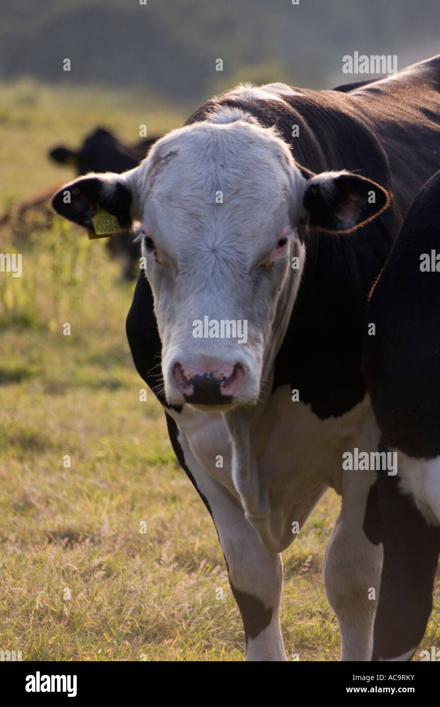 Bully For You Stock Photo