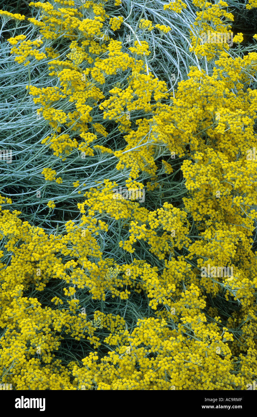 Helichrysum italicum subsp. serotinum, curry plant Stock Photo