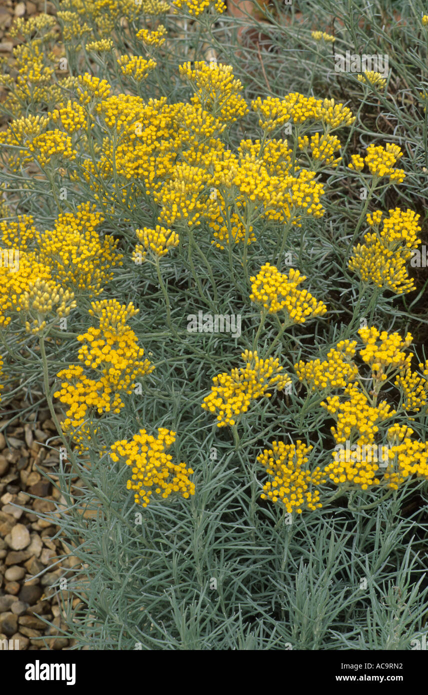Helichrysum italicum subsp. serotinum, curry plant plants helichrysums Stock Photo
