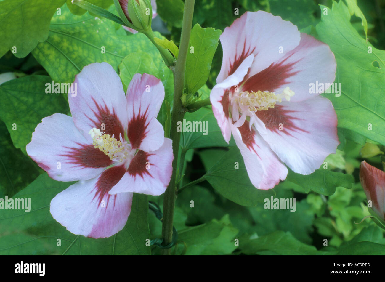 Hibiscus hamabo hi-res stock photography and images - Alamy