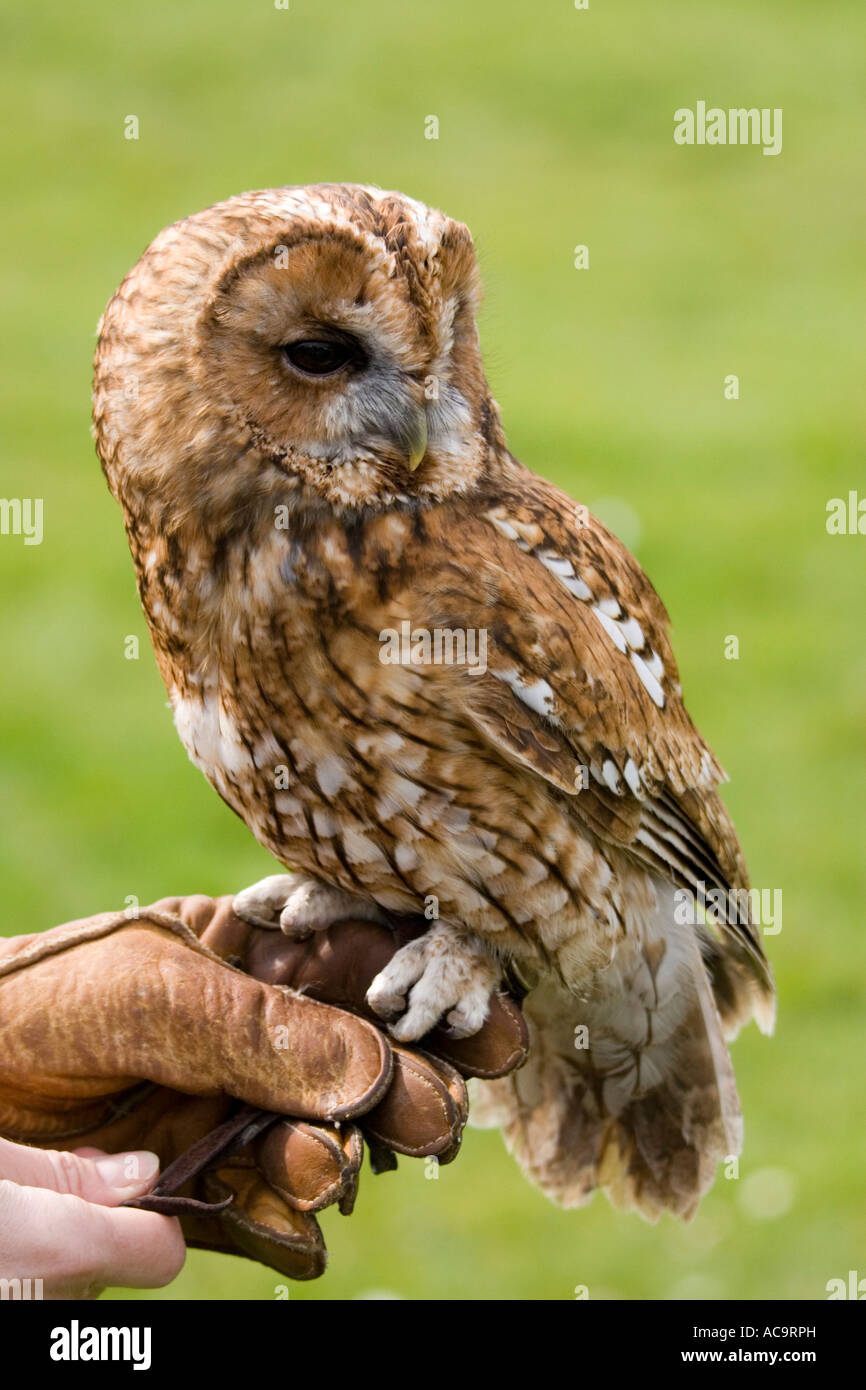 Brown Barn Owl Stock Photos Brown Barn Owl Stock Images Alamy