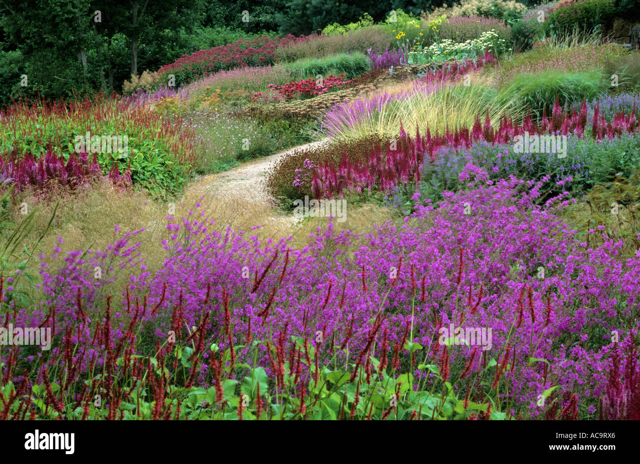 Pensthorpe Millennium Garden, Norfolk Lythrum, Persicaria, Grasses, designer Piet Oudolf, Prairie planting, colour drifts, plant Stock Photo
