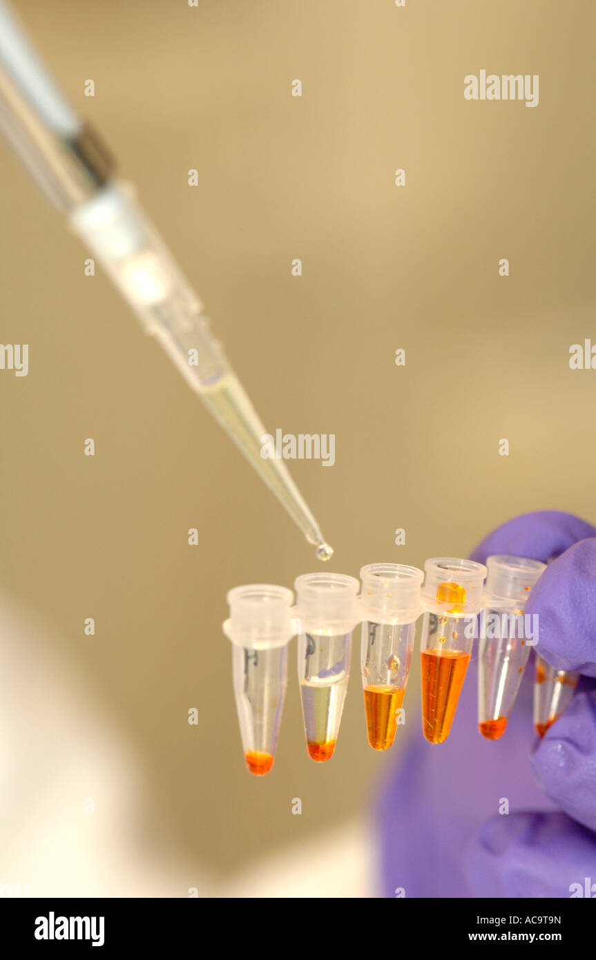 Chemistry and biochemistry -pipetting samples in the lab Stock Photo ...