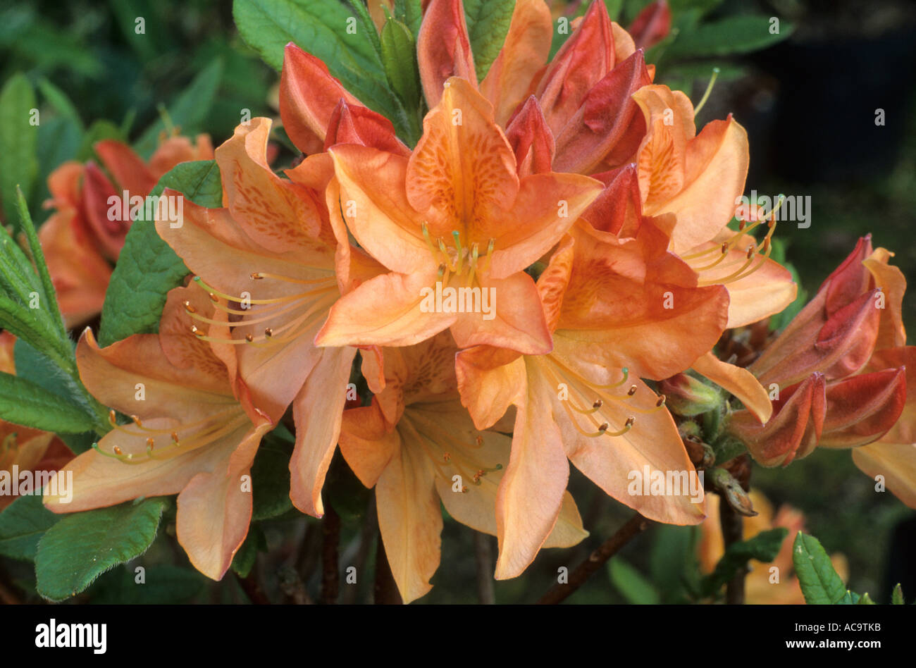 Rhododendron 'Koningin Emma' Stock Photo