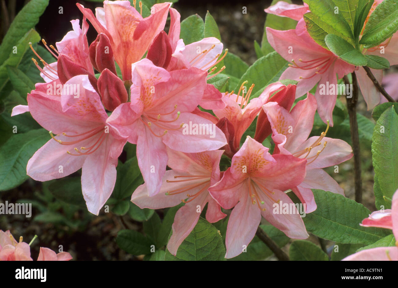 Rhododendron Samuel Taylor Coleridge Stock Photo