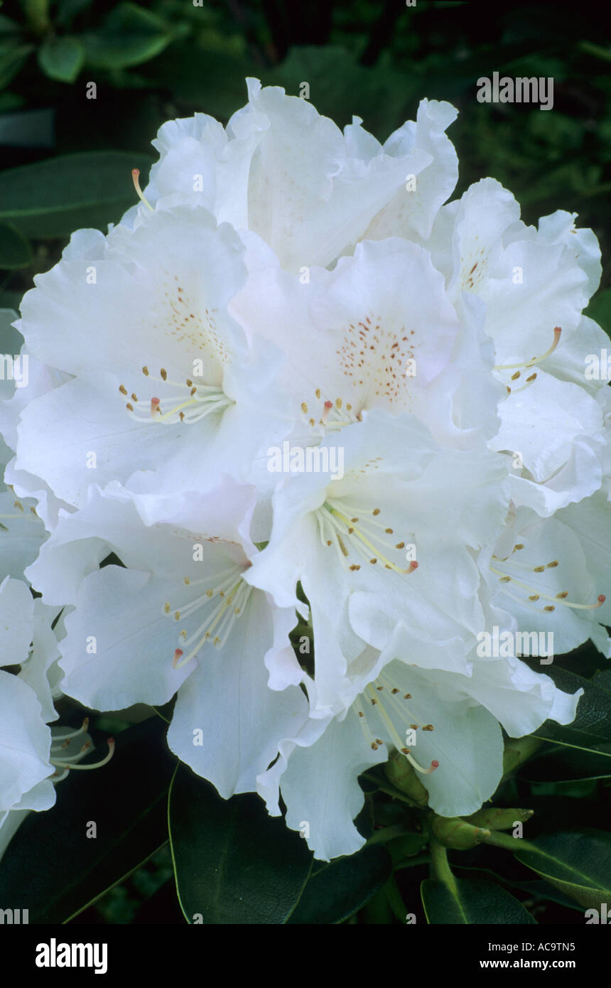 Rhododendron silberwolke hi-res stock photography and images - Alamy
