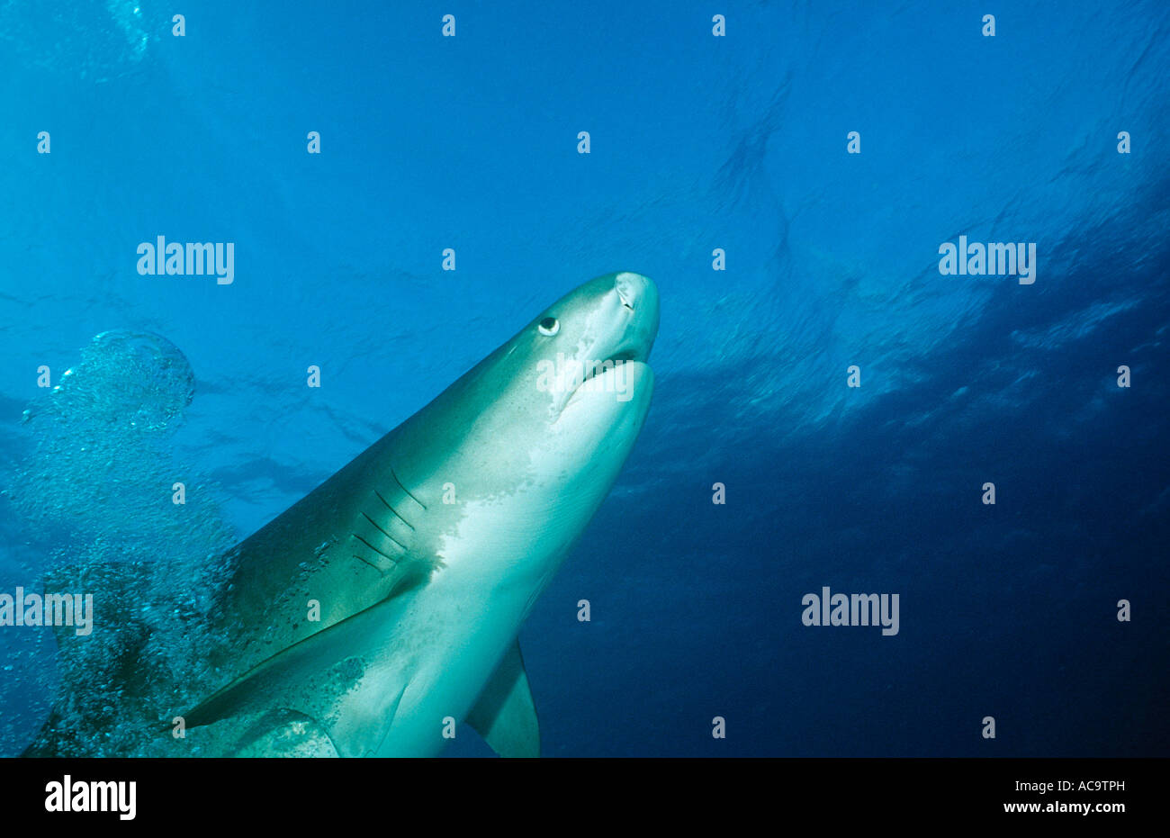 Tiger Shark Galeocerdo cuvier Bahamas Grand Bahama Island Atlantic Ocean Stock Photo