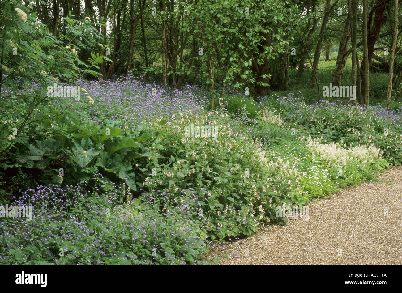 Woodland planting, Myosotis, Pulmonaria, Pensthorpe, The Wave Garden, Norfolk, designer Julie Toll Stock Photo