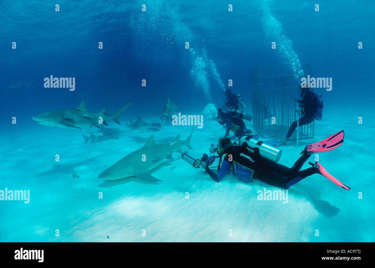 Lemon Sharks and Underwater Photographer Negaprion brevirostris Bahamas