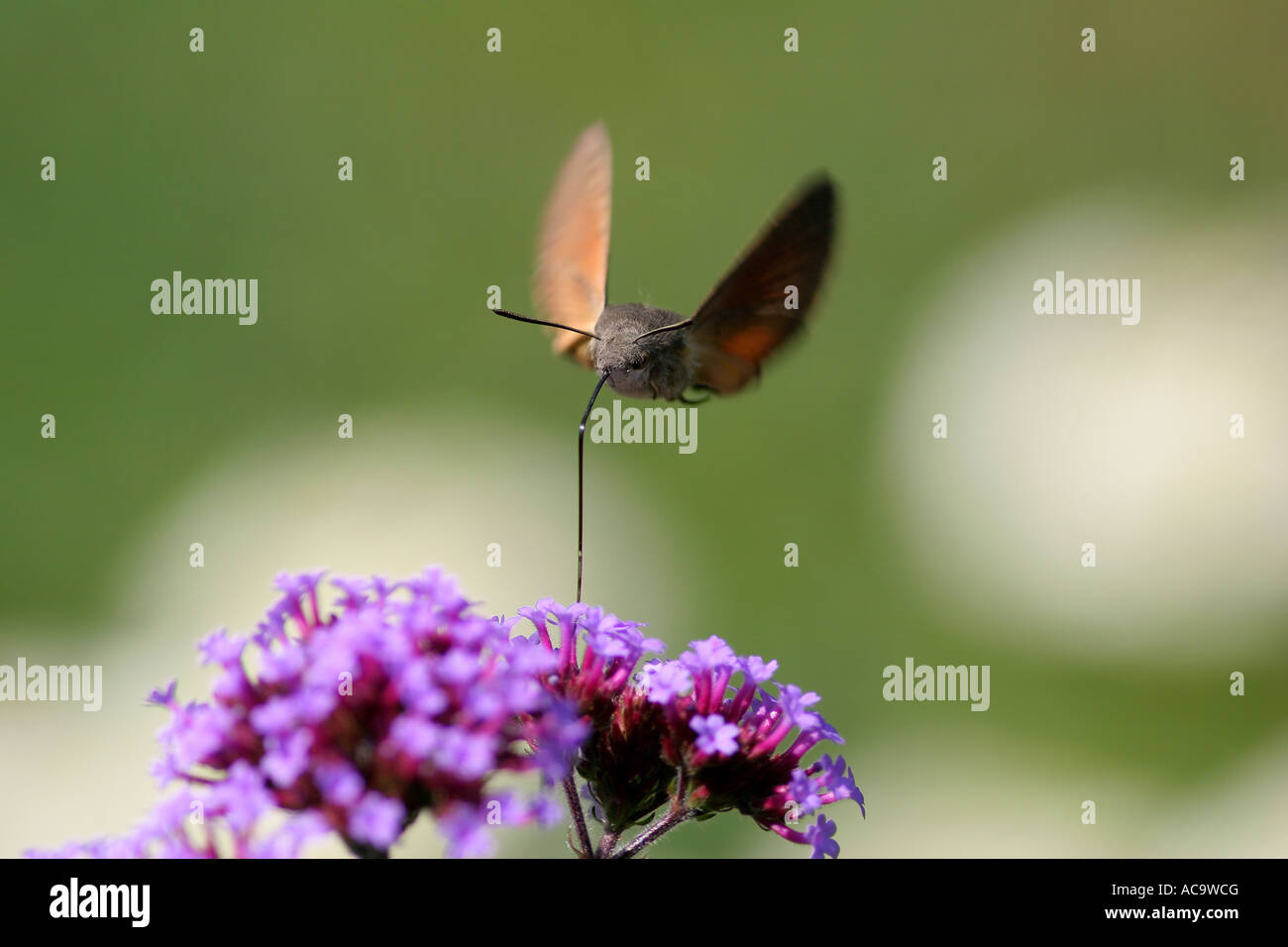 Hummingbird Hawk Moth (Macroglossum stellatarum) Stock Photo