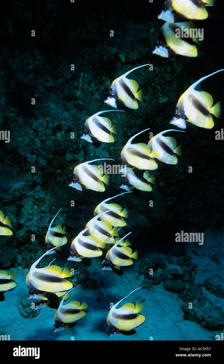 Egypt Red Sea Shab Claudio School Of Bannerfish Swimming In A Coral ...