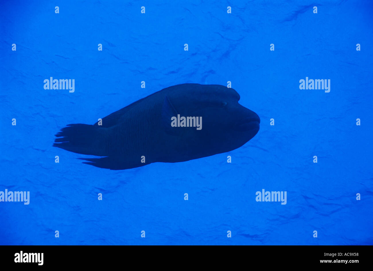 Egypt Red Sea Shab Claudio One Napoleonfish Swimming Stock Photo - Alamy