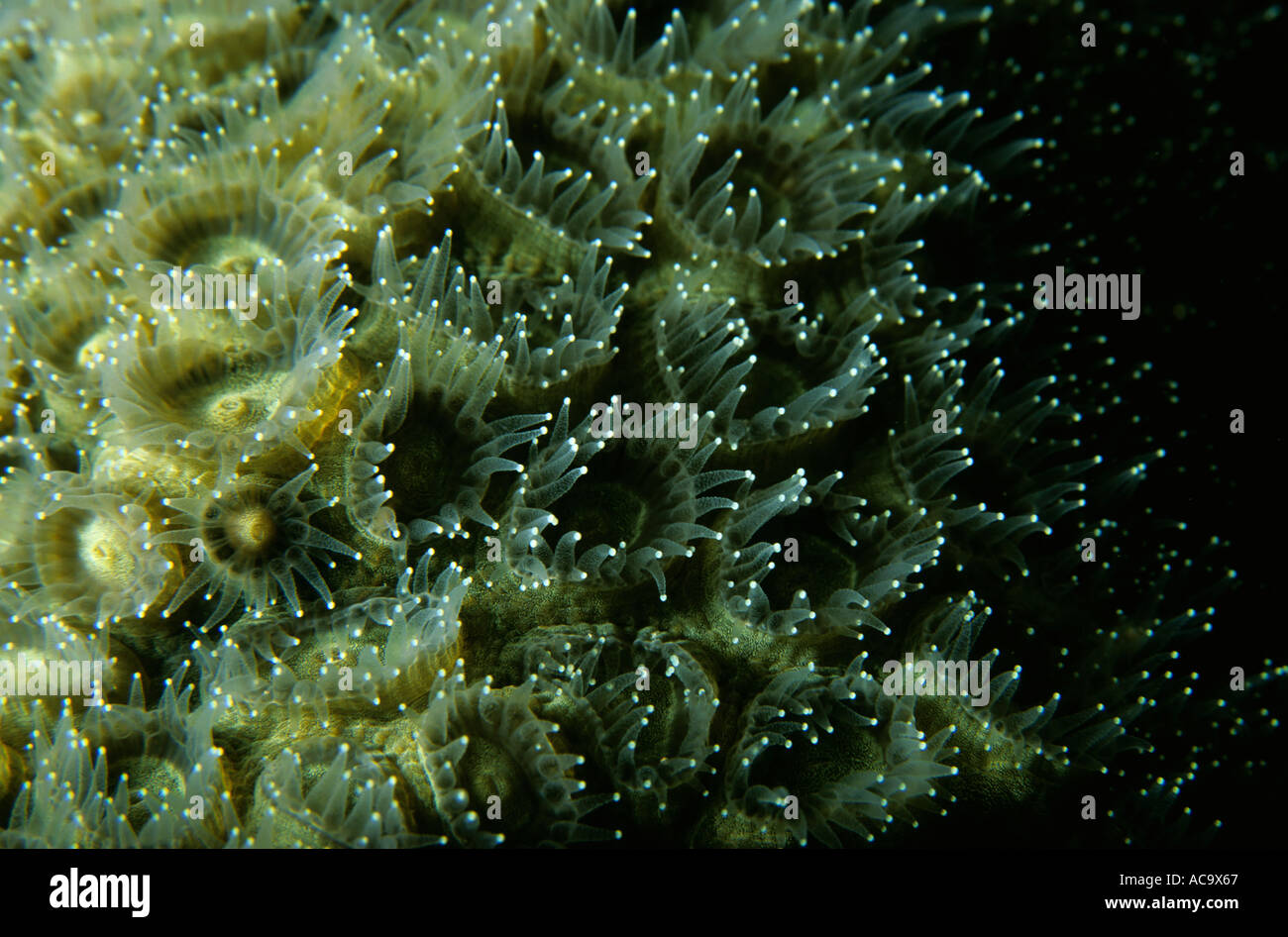 Egypt Red Sea Shab Darla Polyp Of A Mosaic Coral At Night Stock Photo