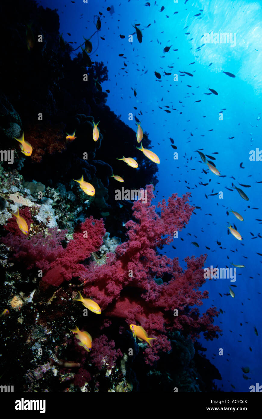 Egypt Red Sea Shab Gotta Wadi Gamel Red Seafan And The Surface Stock Photo