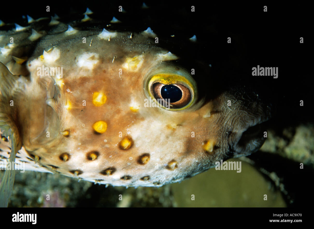 Freckled porcupine fish swimming in the waters of Shab Shinenate, Red ...