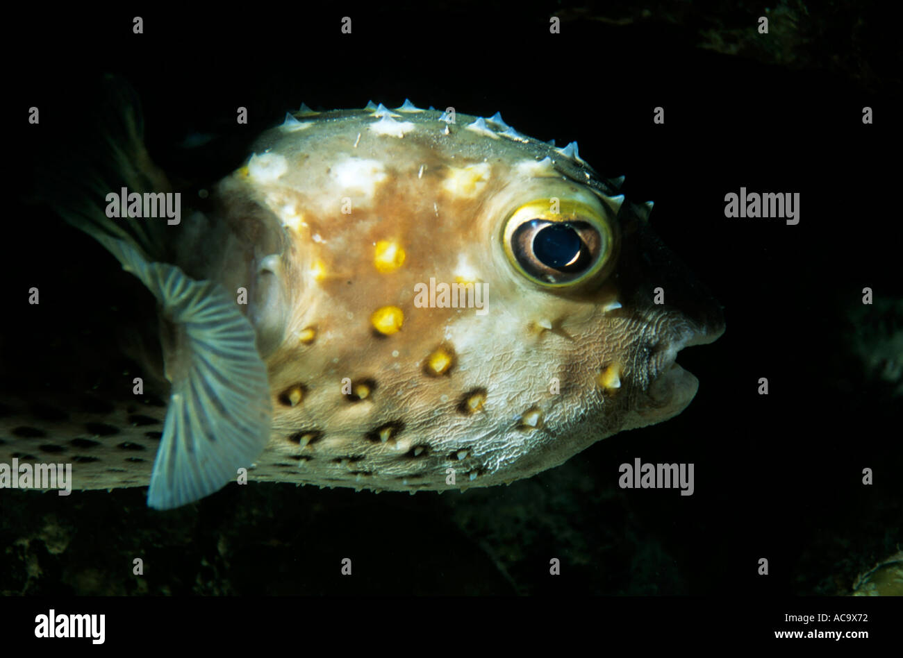 Egypt, Red Sea, Shab Shinenate - Portrait Of A Freckled Porcupine Fish ...