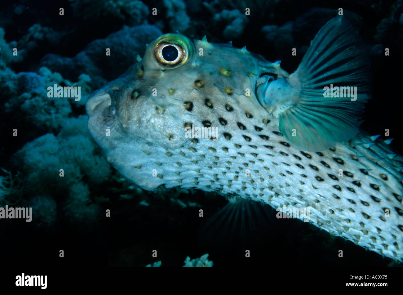 Egypt Red Sea Shab Gotta Wadi Gamel - Portrait Of A Freckled Porcupine Fish Stock Photo