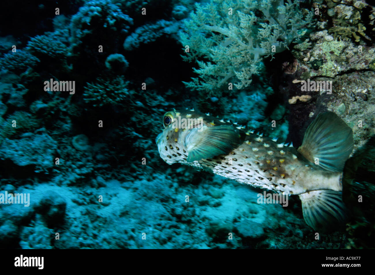 Egypt Red Sea Shab Gotta Wadi Gamel Portrait Of A Freckled Porcupine Fish Stock Photo